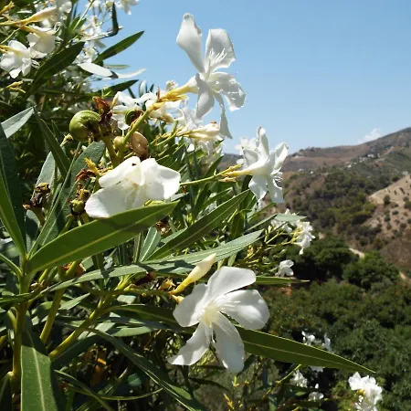 Floretta Canillas de Albaida