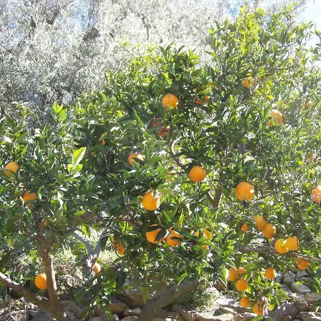 Floretta Canillas de Albaida